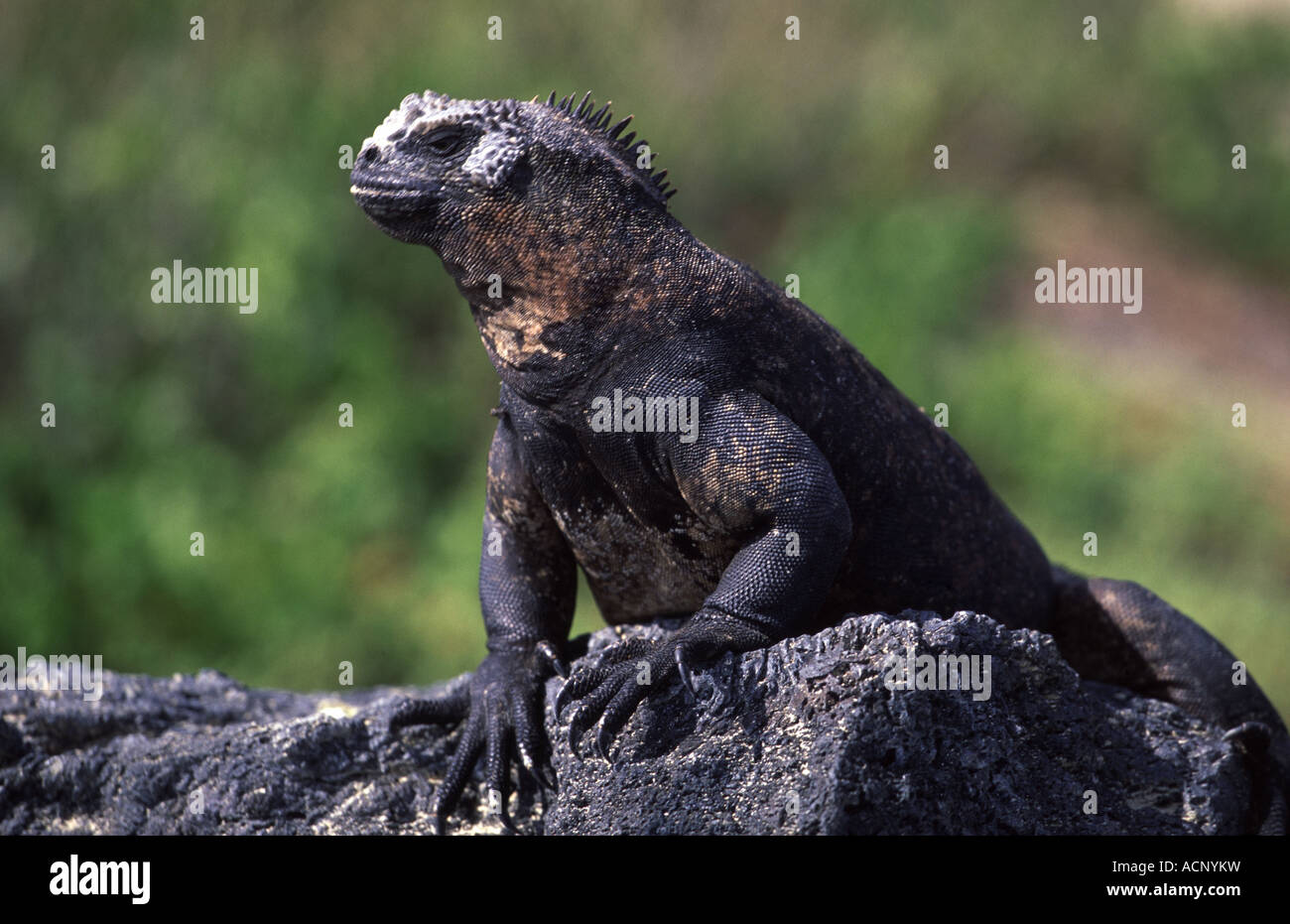 Marine iguana Amblyrhynchus cristatus Galapagos Islands Ecuador South America Stock Photo