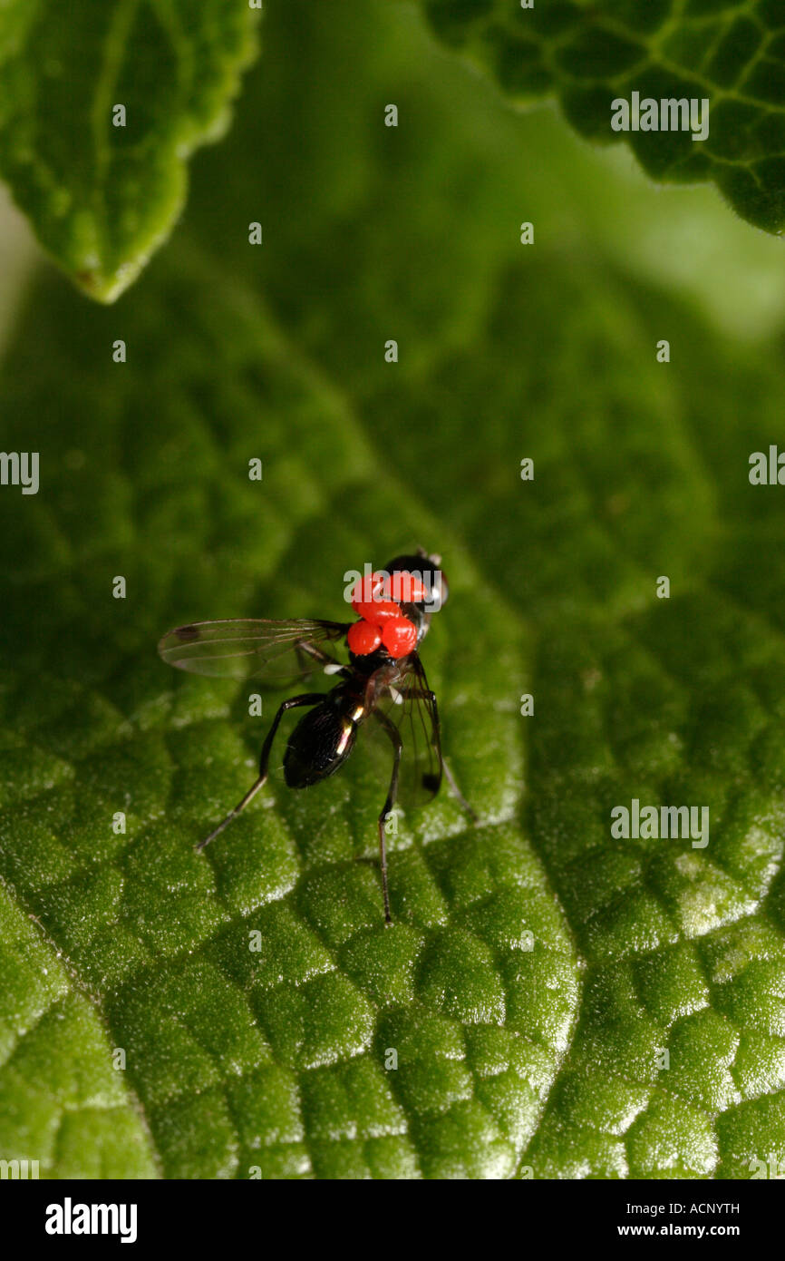 Small sepsis fly carrying hitchhiker velvet mites Stock Photo