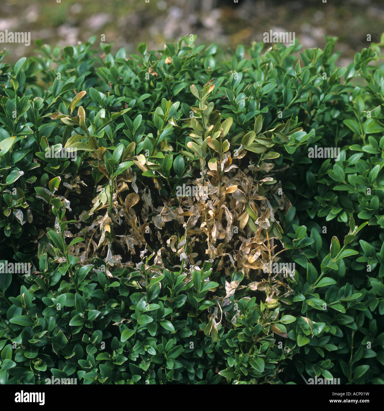 Box dieback Volutella buxi causing necrosis on a young box hedge Stock Photo
