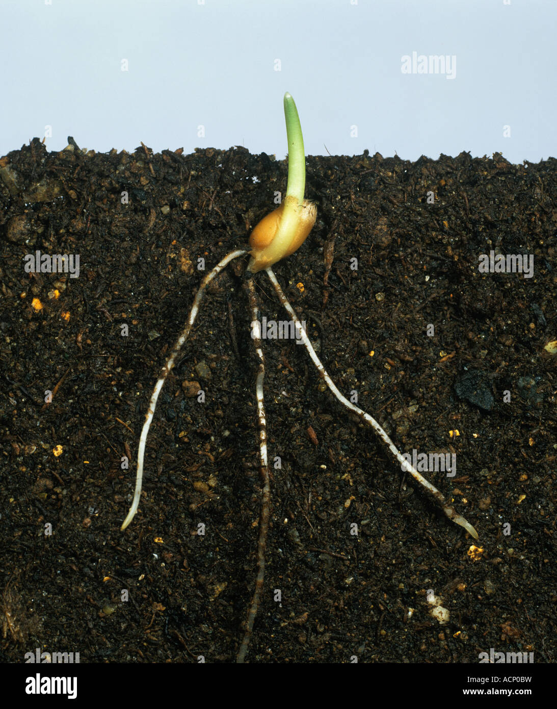 Germinating wheat seedling with roots and coleoptile just emerging above the soil Stock Photo