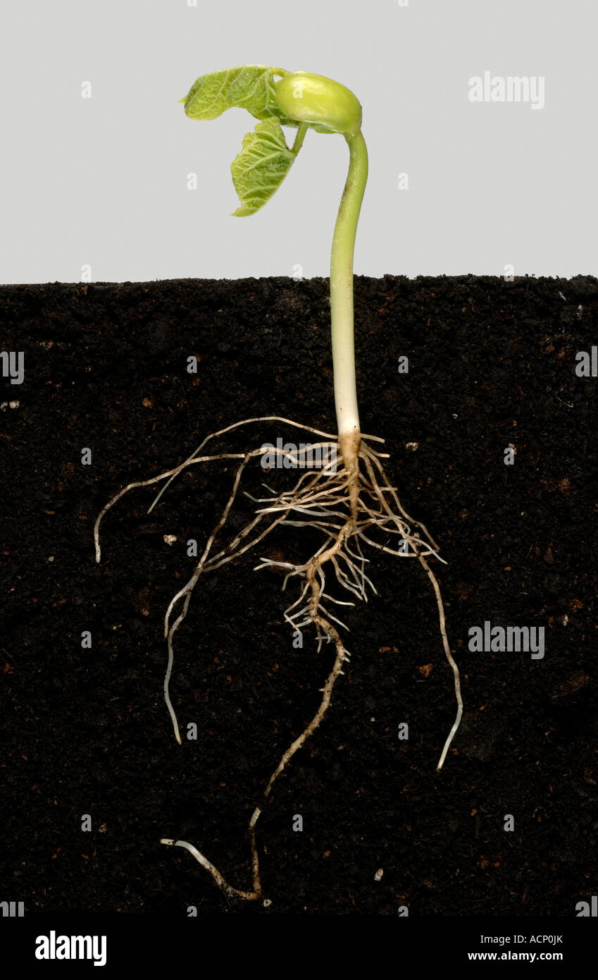 Bean Seed Germination
