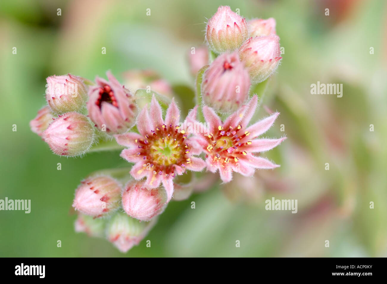 sempervivum flower Stock Photo