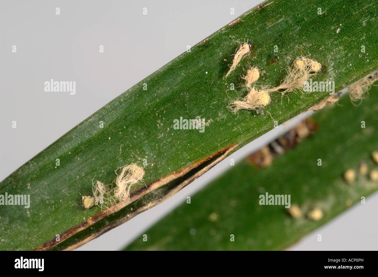 Palm false smut Graphiola phoenicis pustules on palm leaf surface Stock Photo