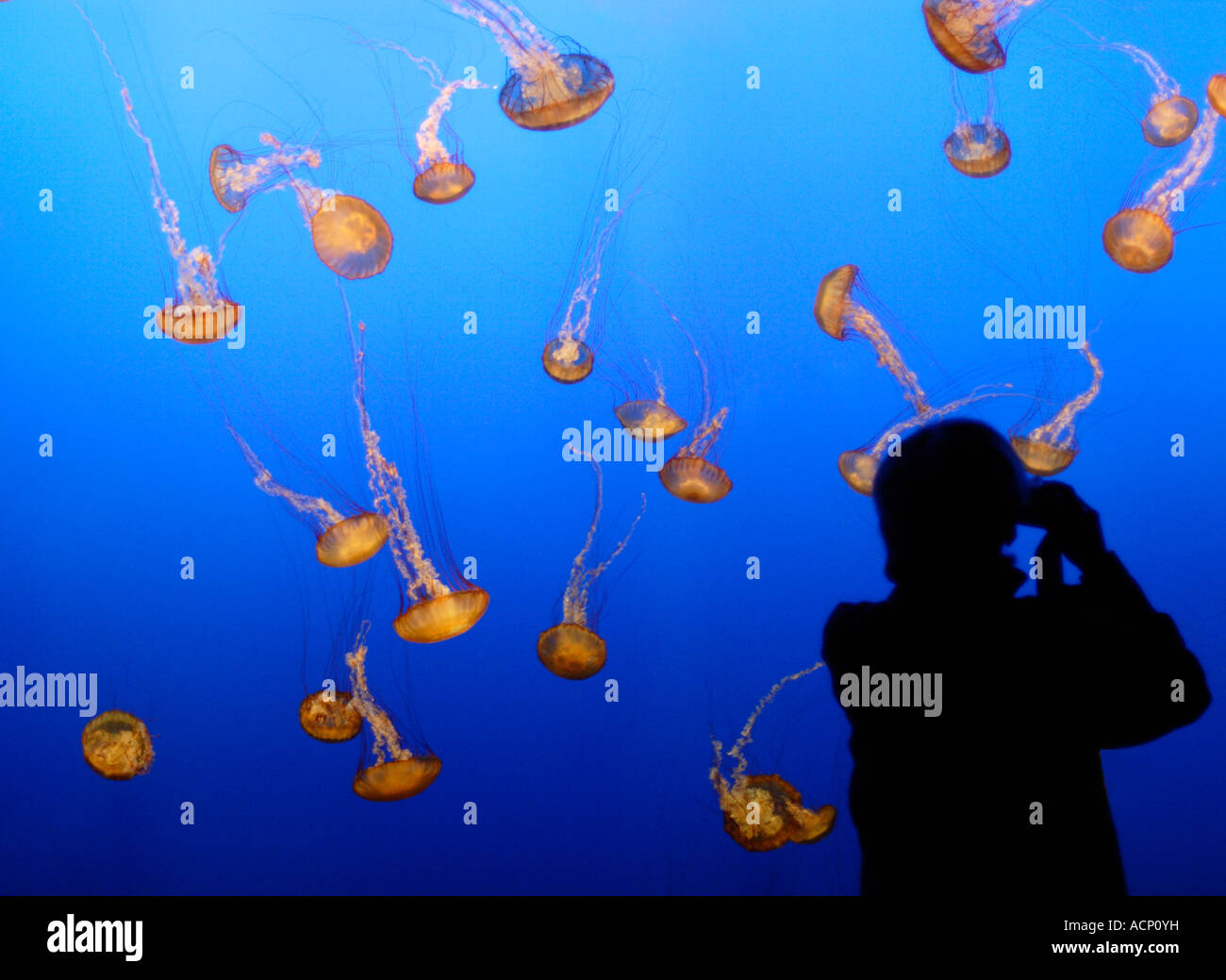 Orange jellyfish being photographed hires stock photography and images