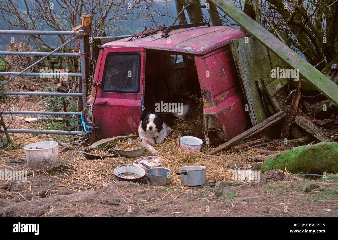 border kennel