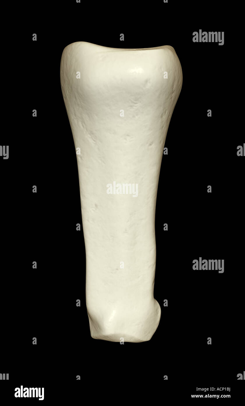 The bones of the finger Stock Photo Alamy