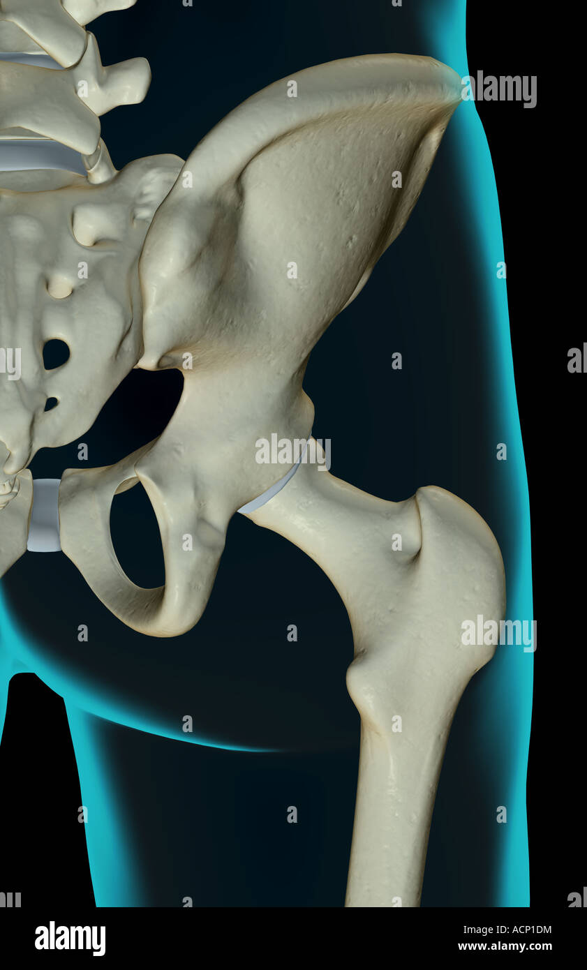 Iliac Crest High Resolution Stock Photography And Images Alamy