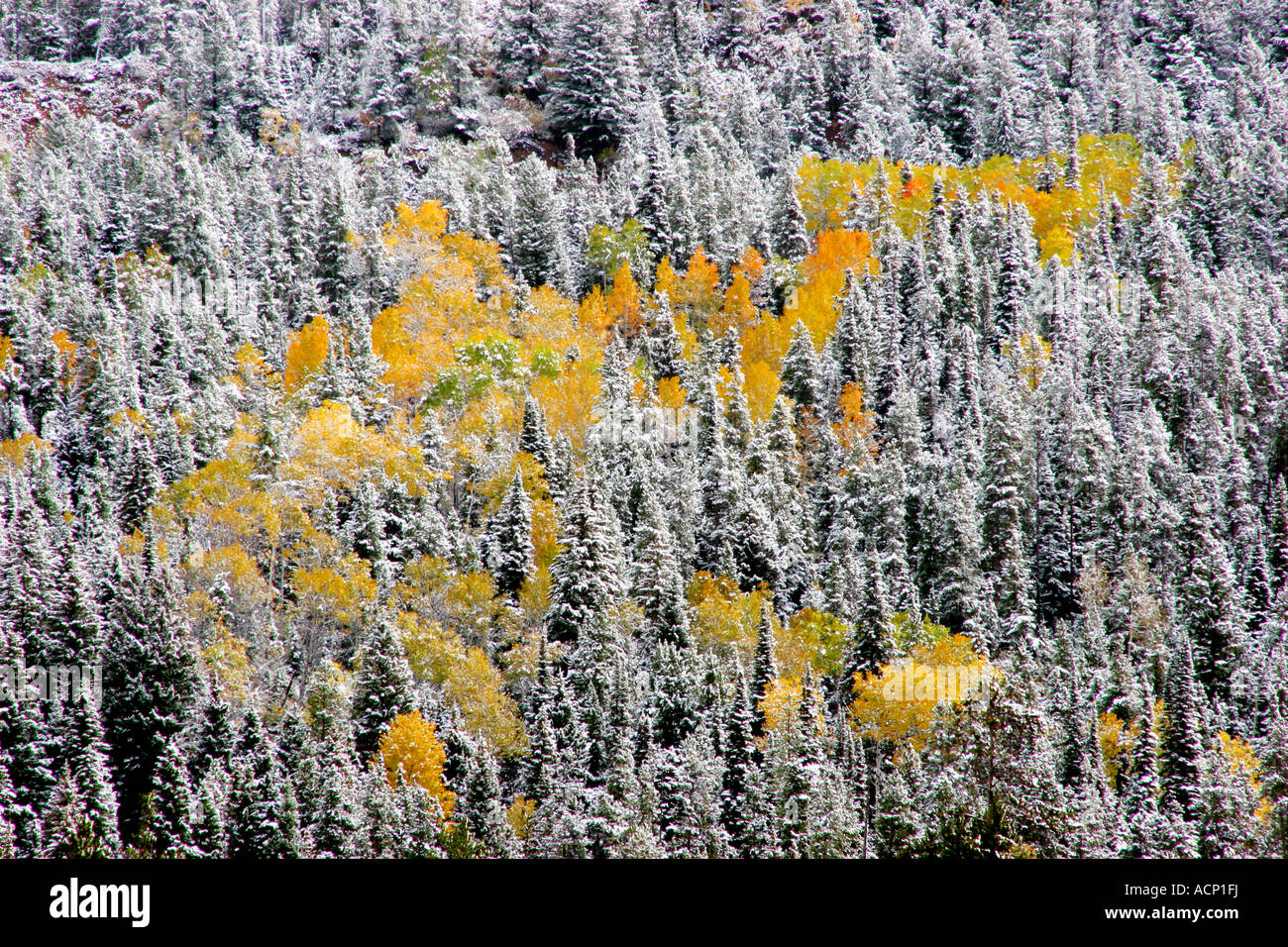 aspen trees in snow, grand teton national park Stock Photo