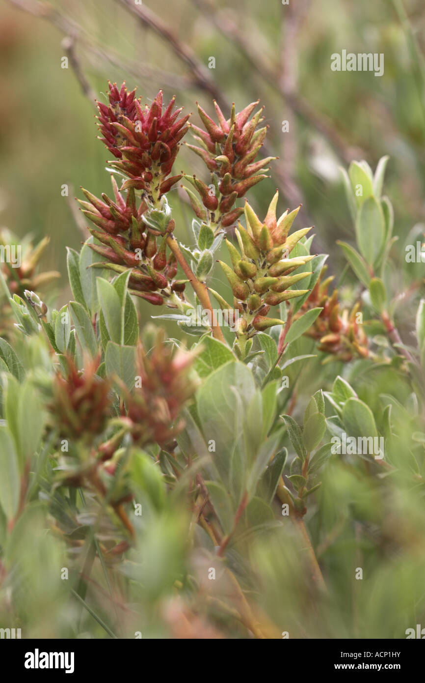Creeping Willow Salix repens plant seeding, Lindisfarne, Northumberland, England Stock Photo Alamy