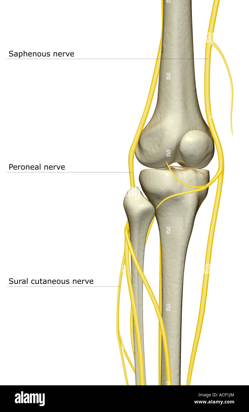 saphenous nerve knee