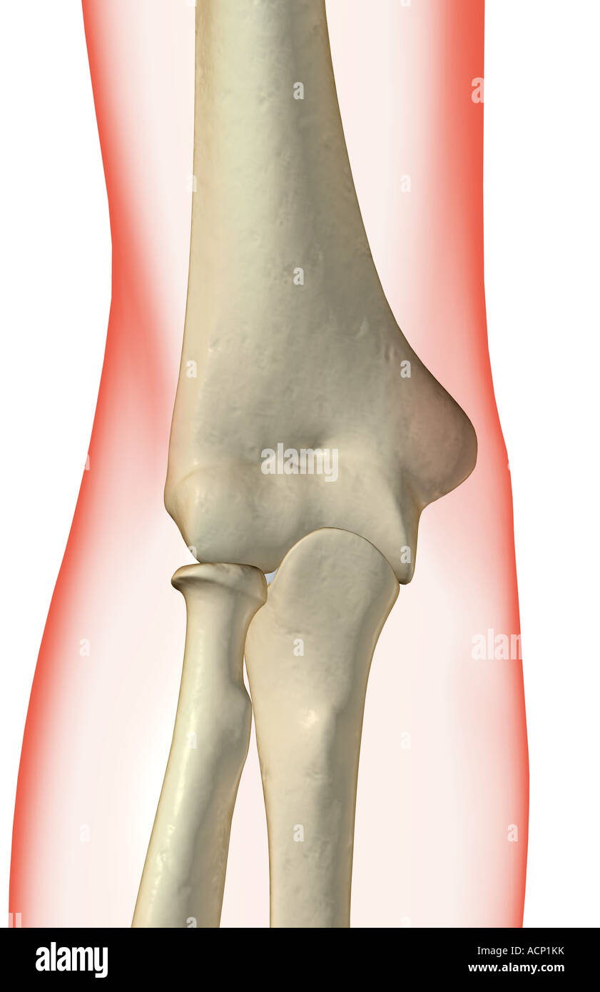 The bones of the elbow Stock Photo Alamy