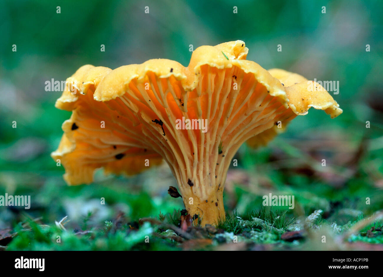 Chanterelle  Stock Photo
