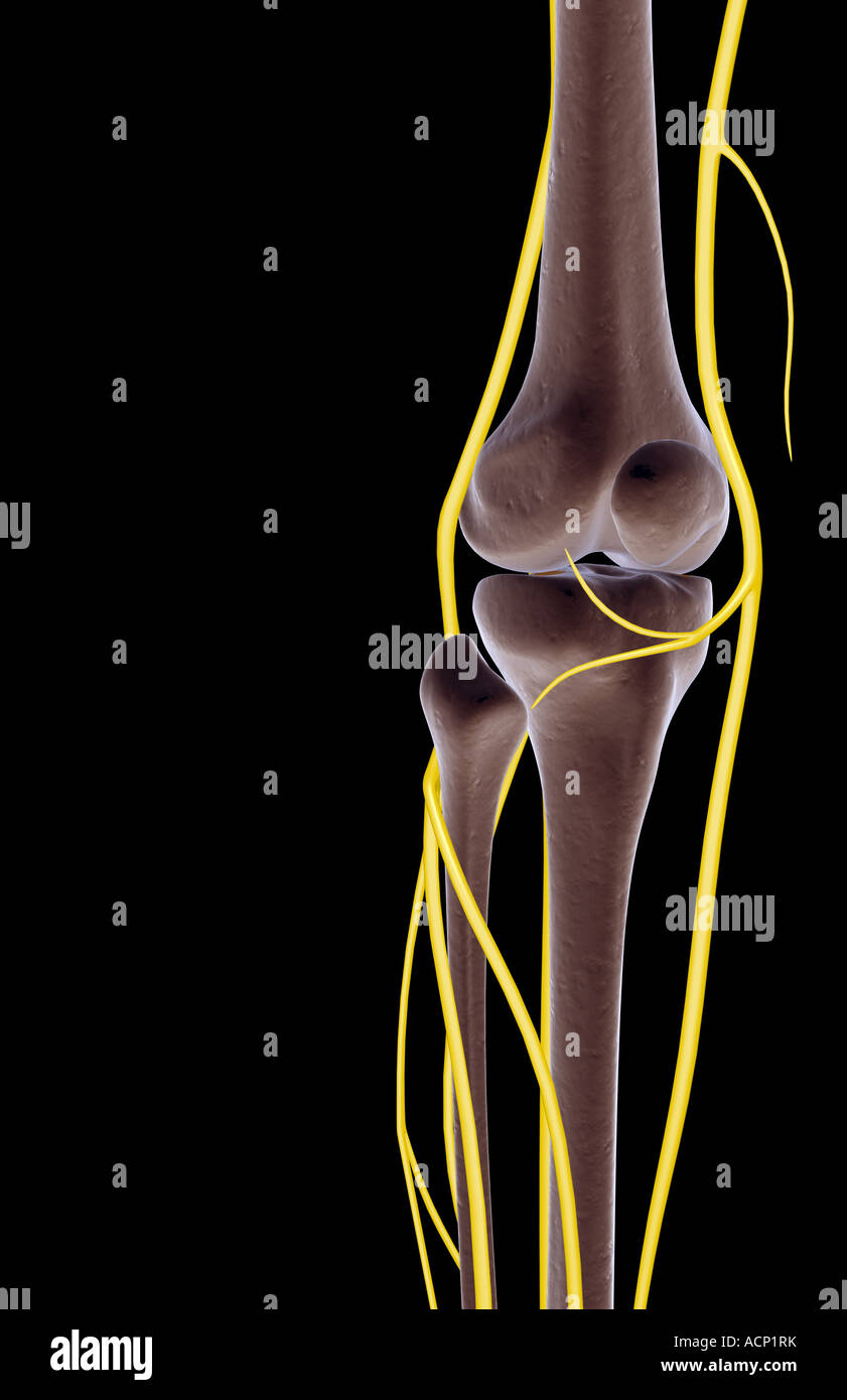 The nerves of the knee Stock Photo Alamy