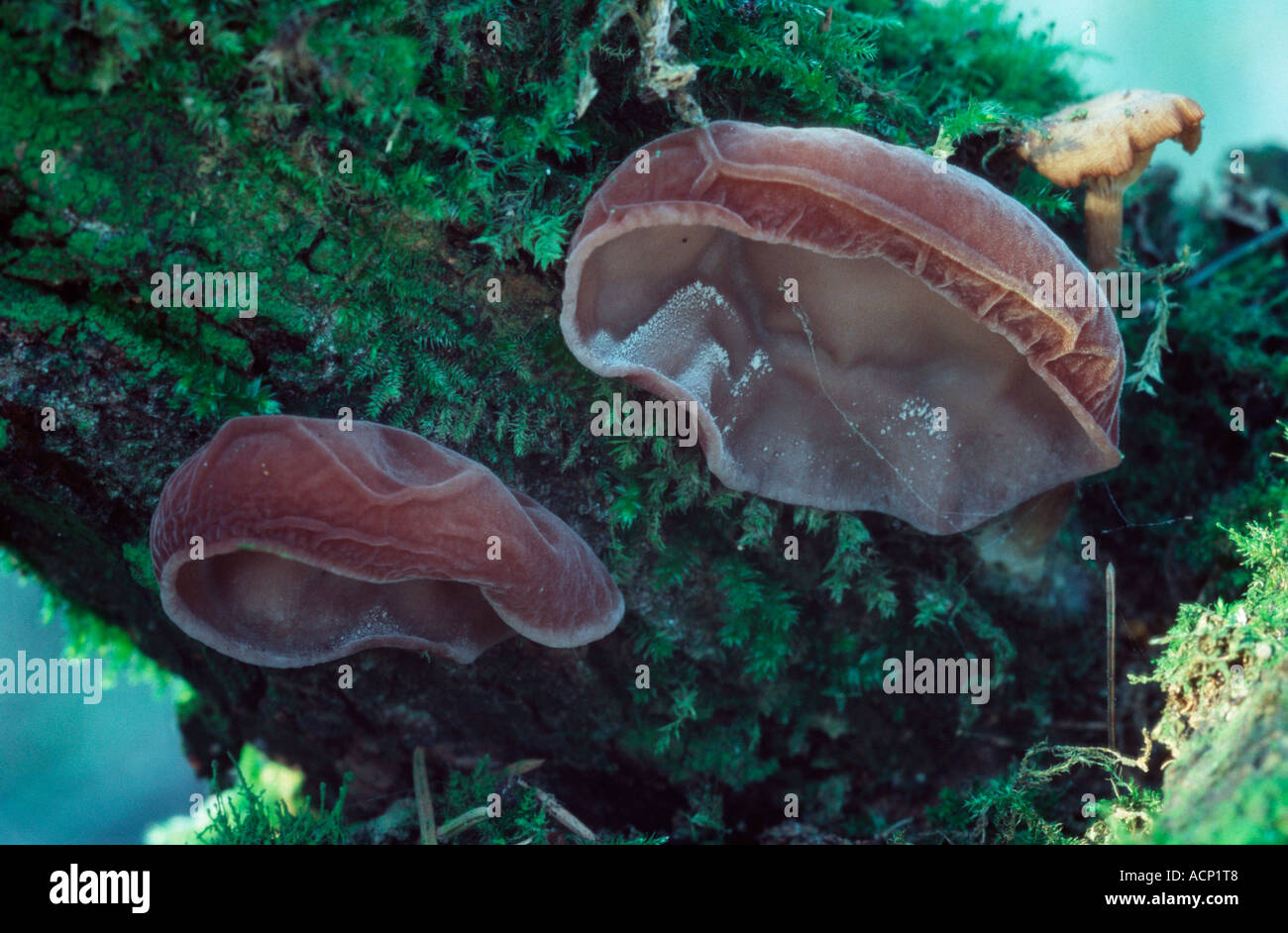 Identifying Fungal Infections in the Ear: Signs and Symptoms