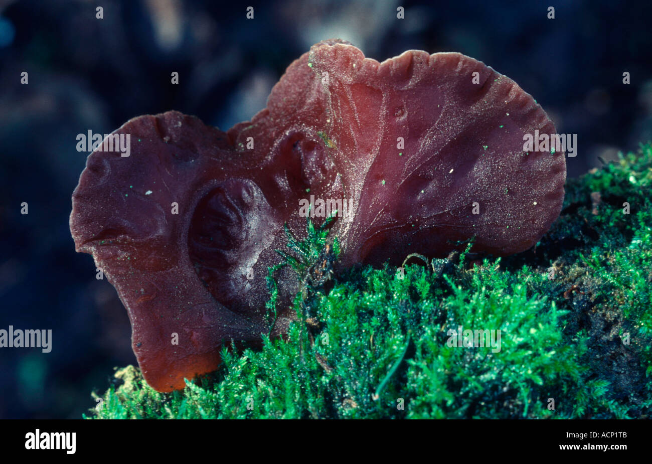 Identifying Fungal Infections in the Ear: Signs and Symptoms