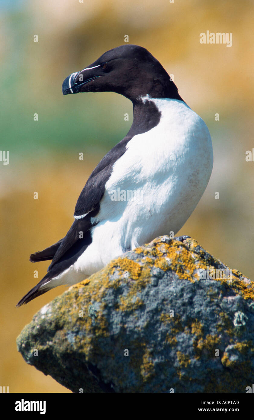Razorbill birds hi-res stock photography and images - Alamy