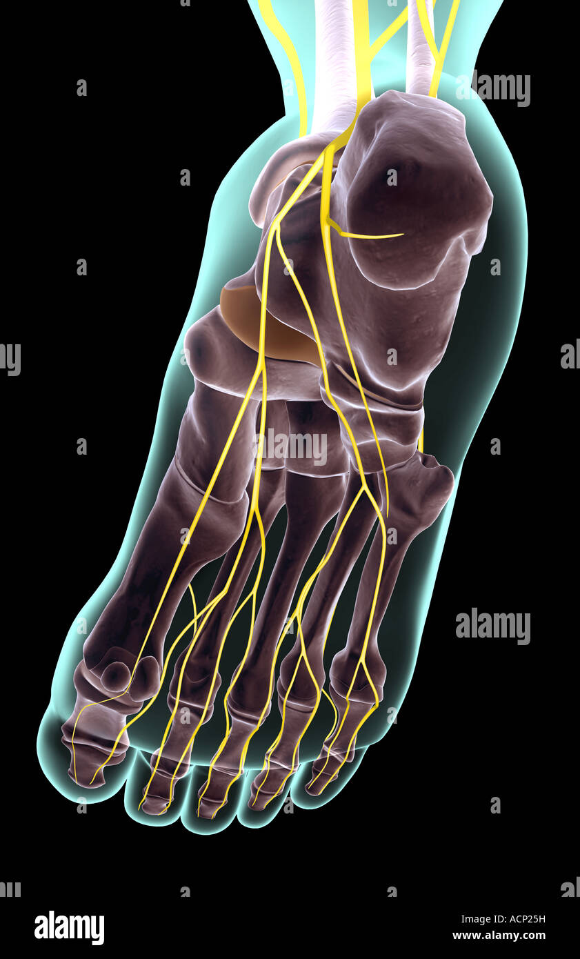 Nerves Foot High Resolution Stock Photography and Images - Alamy
