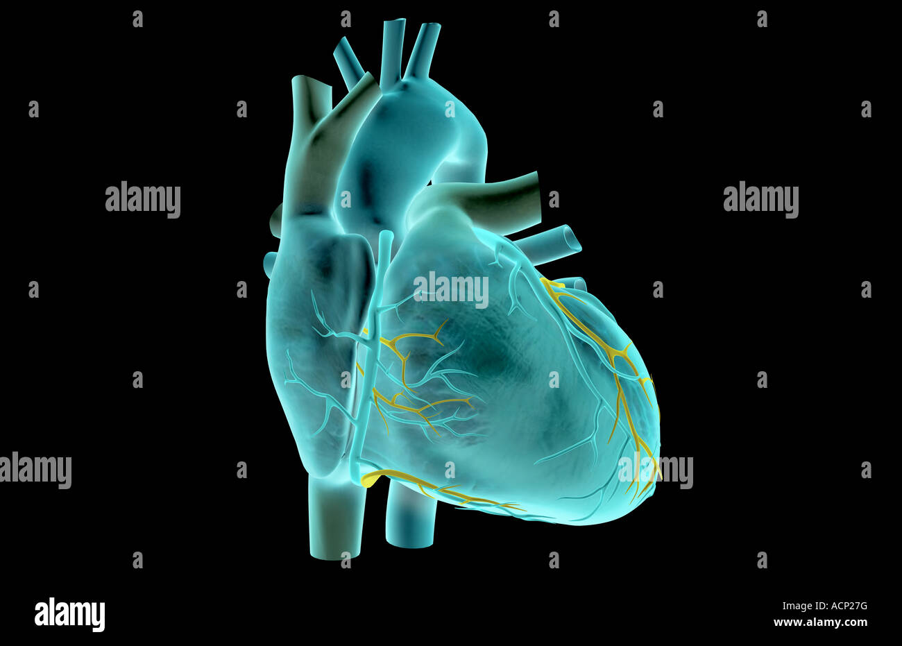 Coronary sulcus hires stock photography and images Alamy