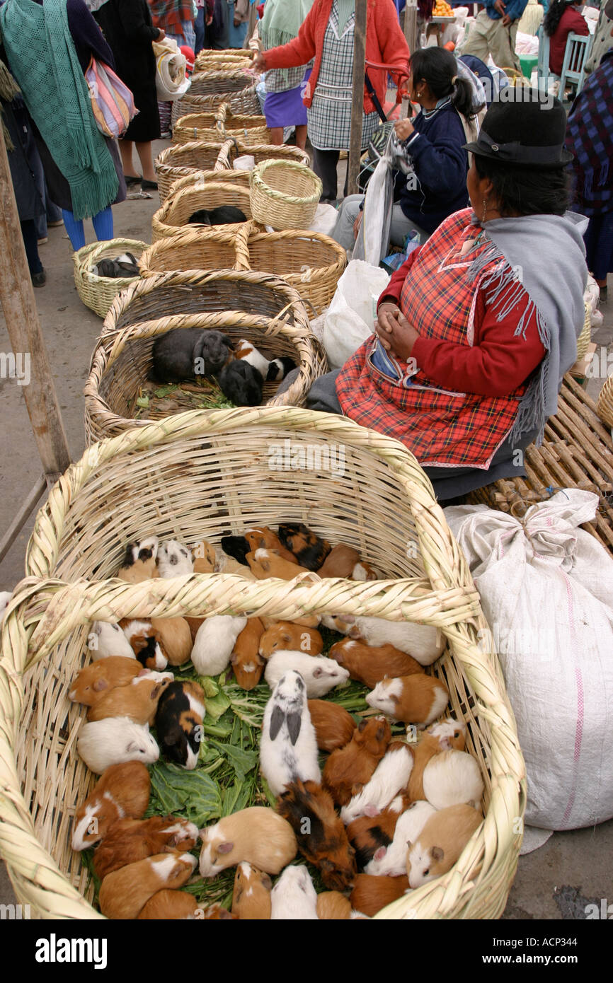 Guinea pigs for sale Ecuador Stock Photo Alamy