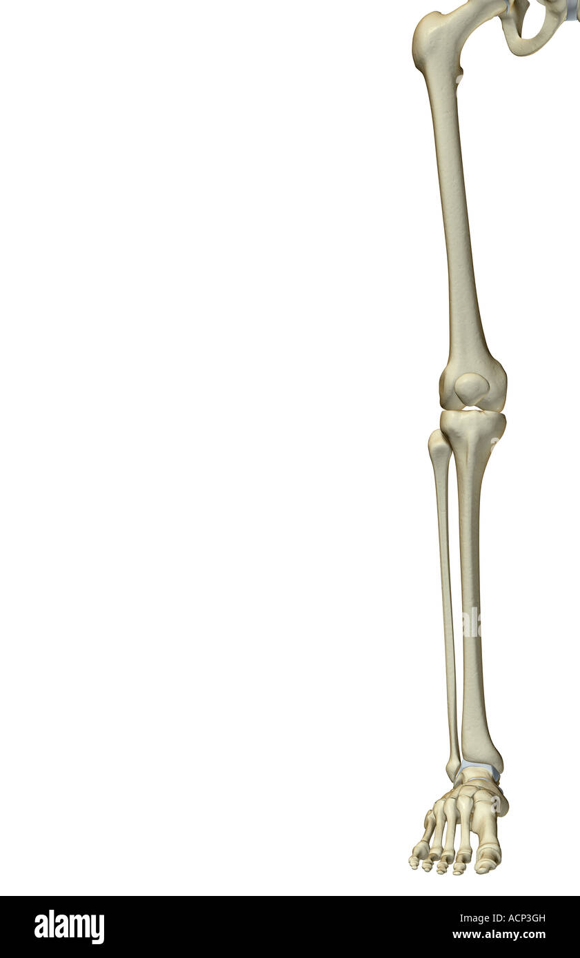 The bones of the lower limb Stock Photo