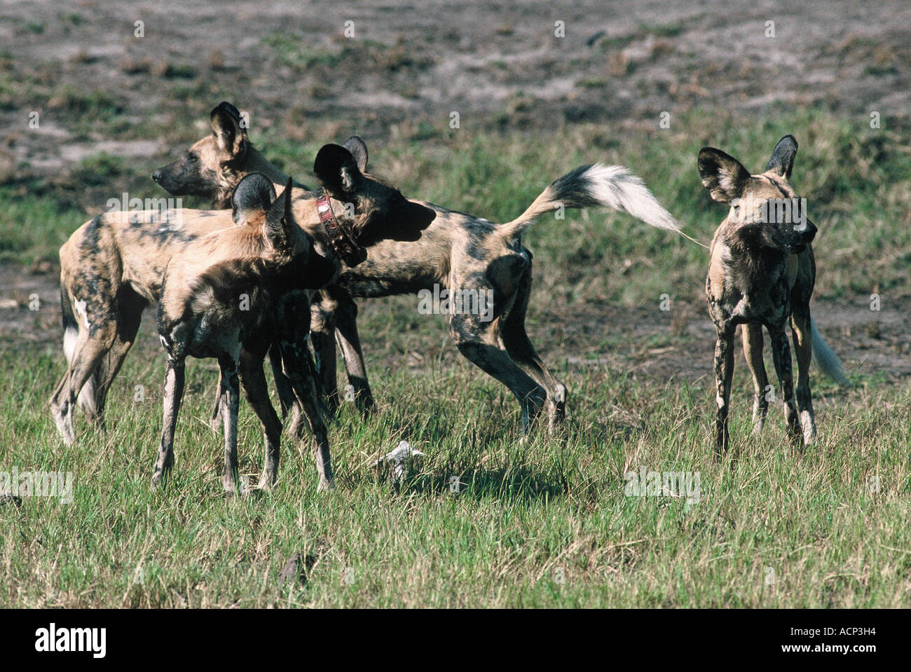 Hunting Dog pack, Lycaon pictus Stock Photo Alamy