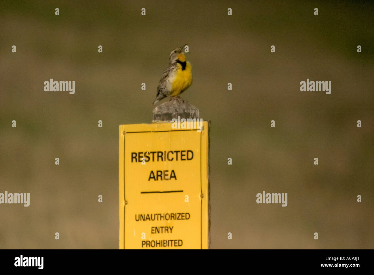 Birds of North America, Western Meadowlark; sturnella neglecta Stock ...