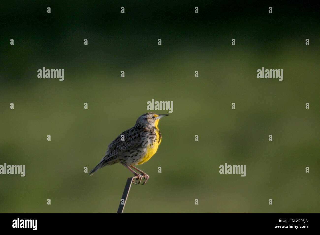 Birds of North America, Western Meadowlark; sturnella neglecta Stock Photo