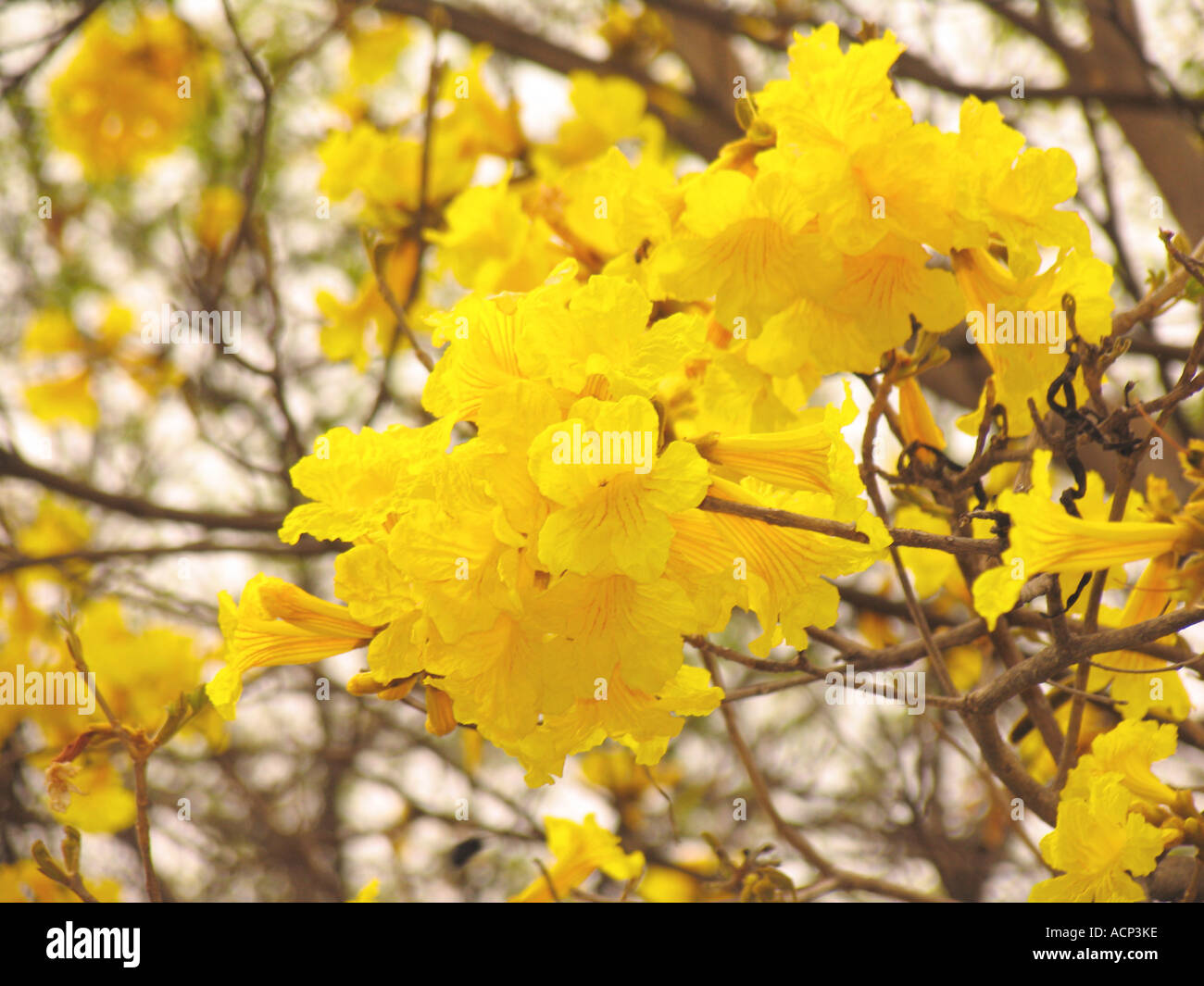 Yellow Trumpet flowers, LA Arboretum Stock Photo