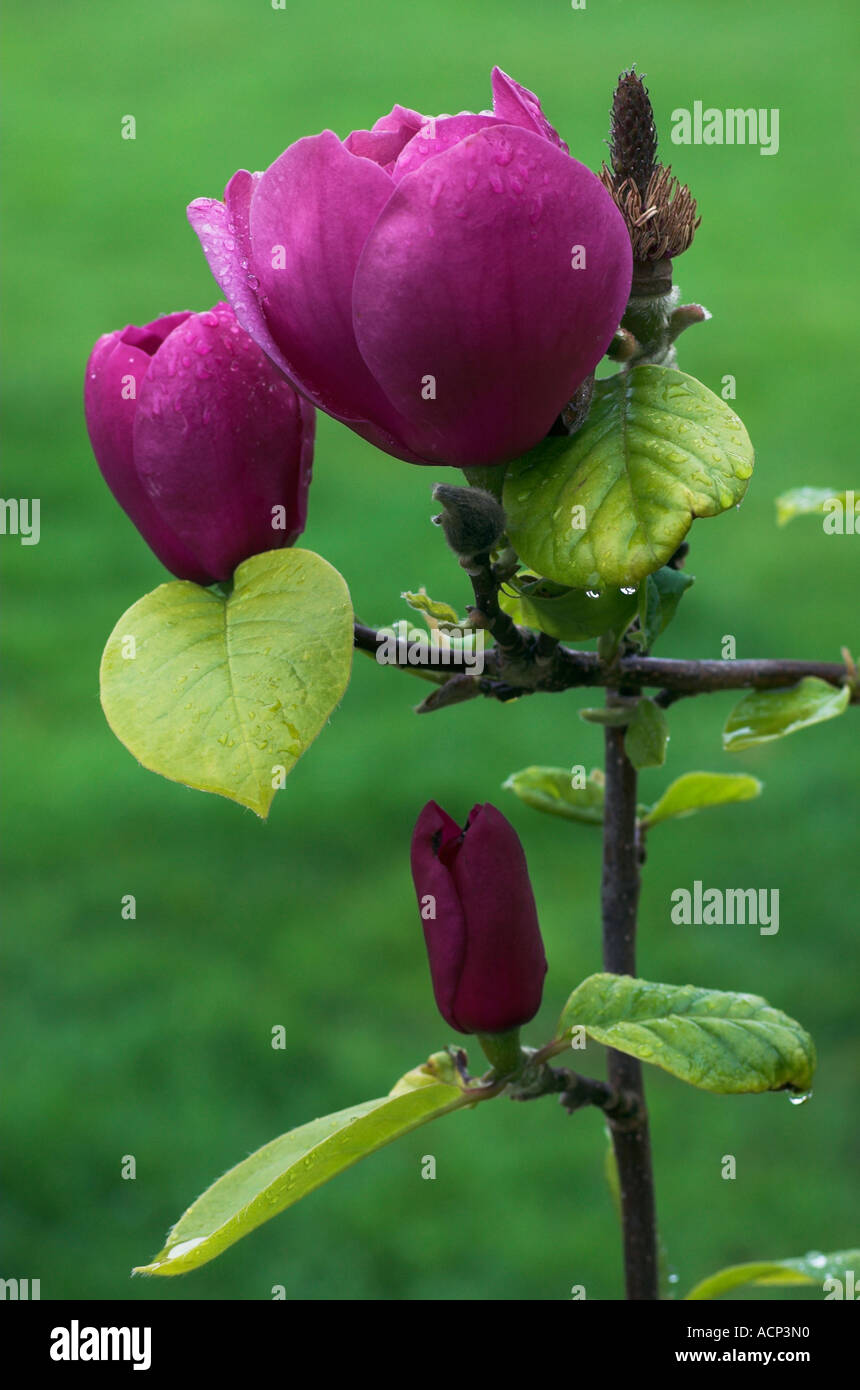 Magnolia 'Black Tulip' Stock Photo - Alamy