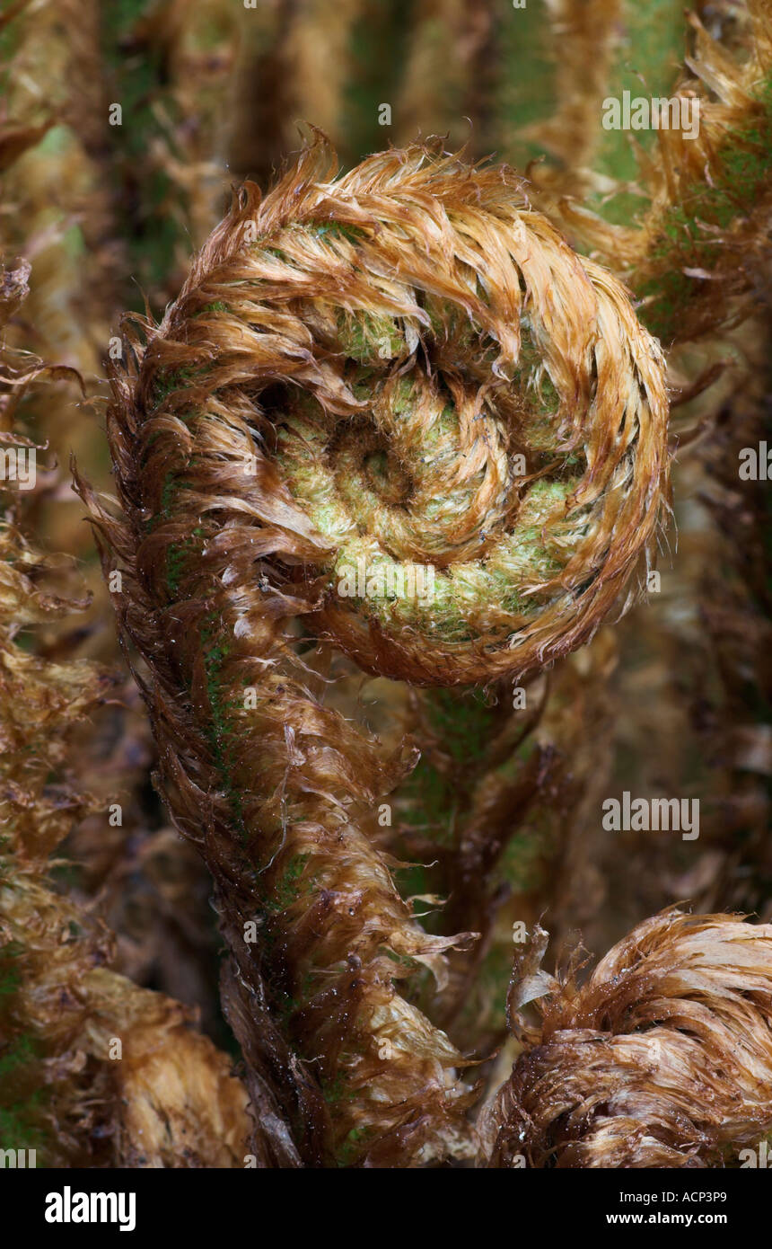 Unfurling fern Stock Photo