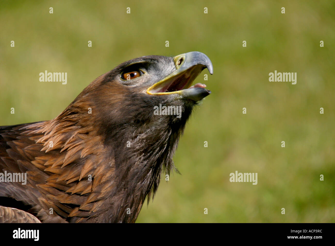 Birds Of Prey Of North America Golden Eagle Aquila
