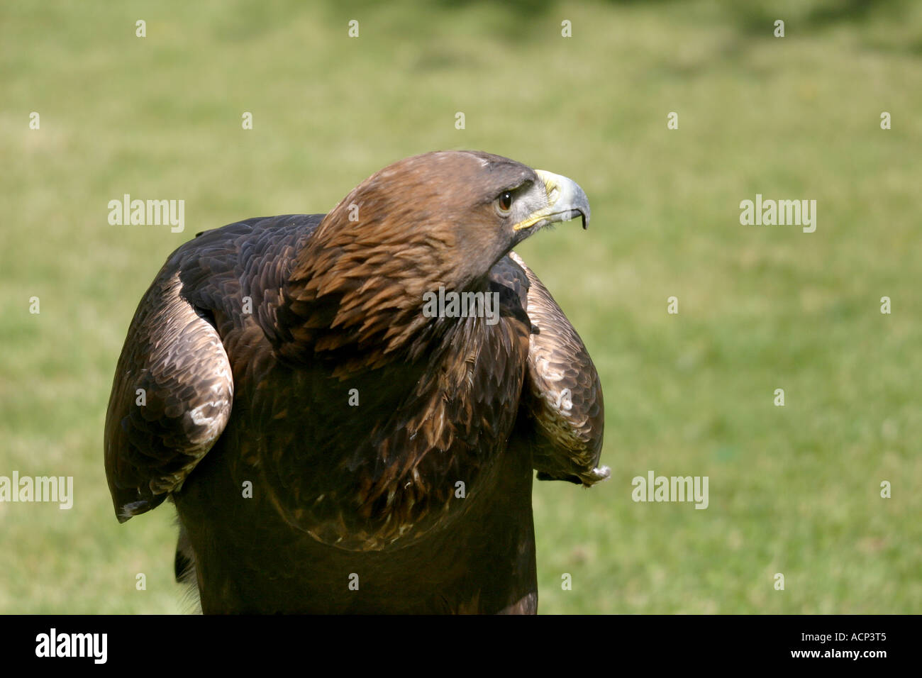 Birds Of Prey Of North America Golden Eagle Aquila