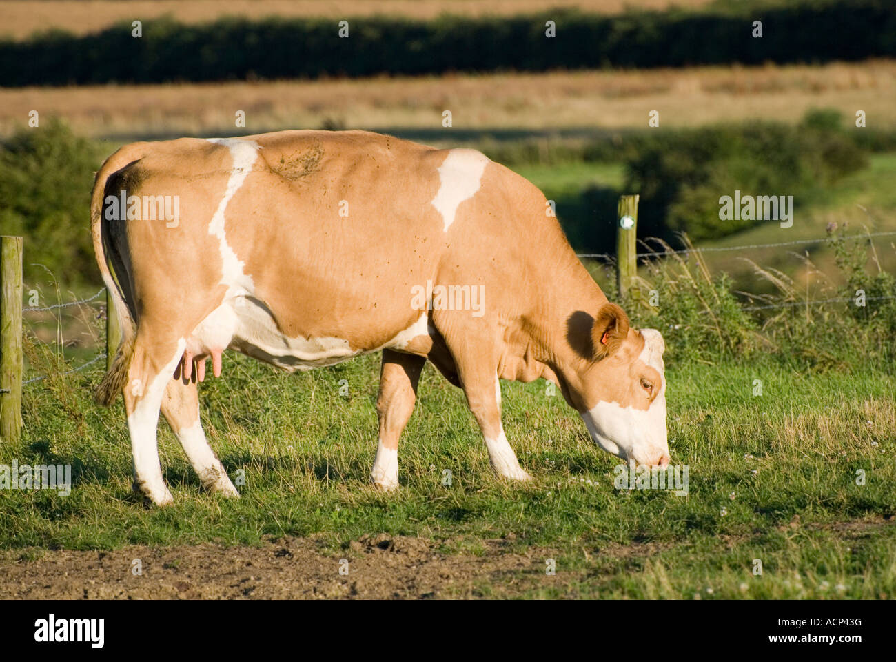 Jersey cow hi-res stock photography and images - Alamy