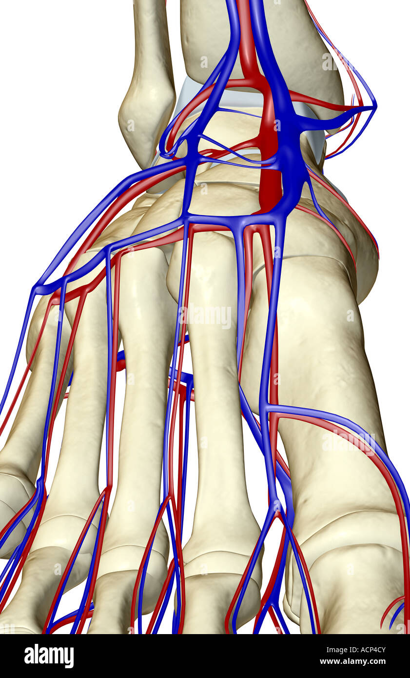 The blood supply of the foot Stock Photo