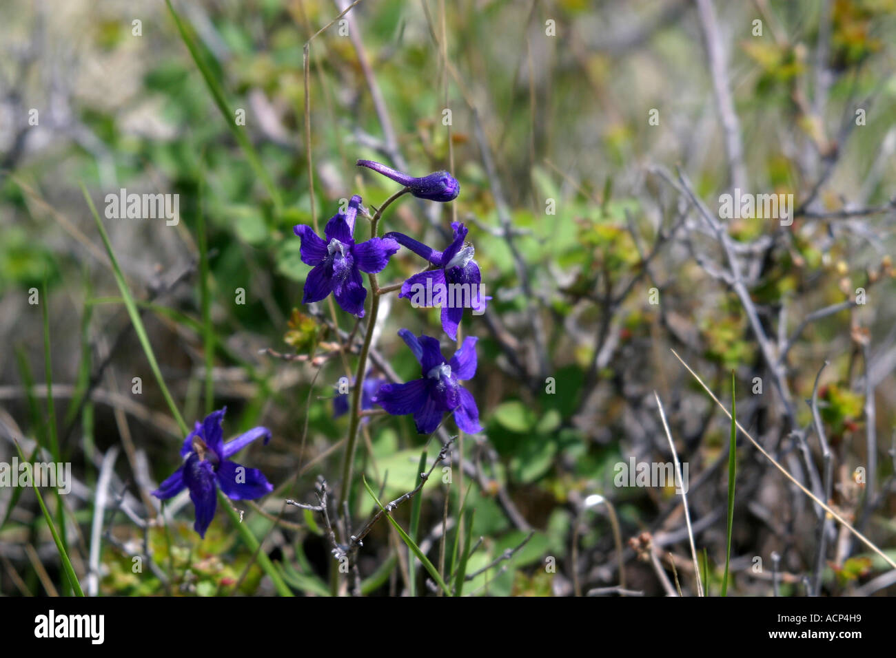 Low larkspur delphinium bicolor Stock Photo