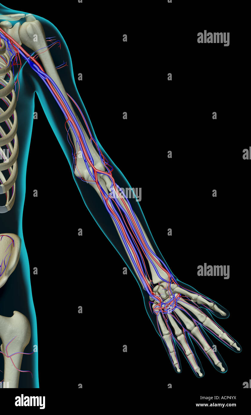 The blood supply of the upper limb Stock Photo