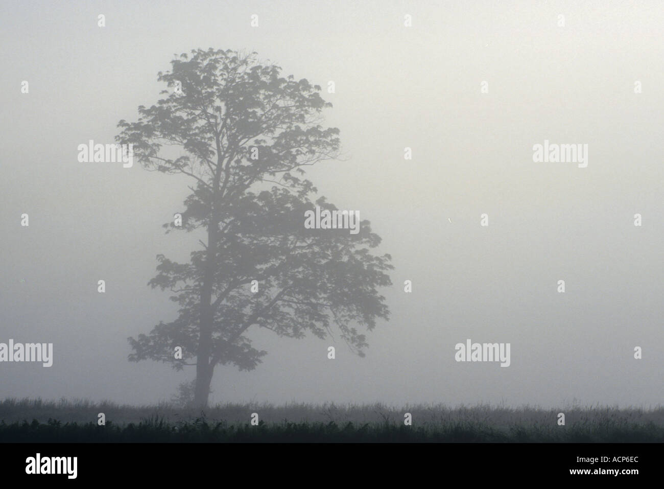 Tree in Mist Stock Photo - Alamy