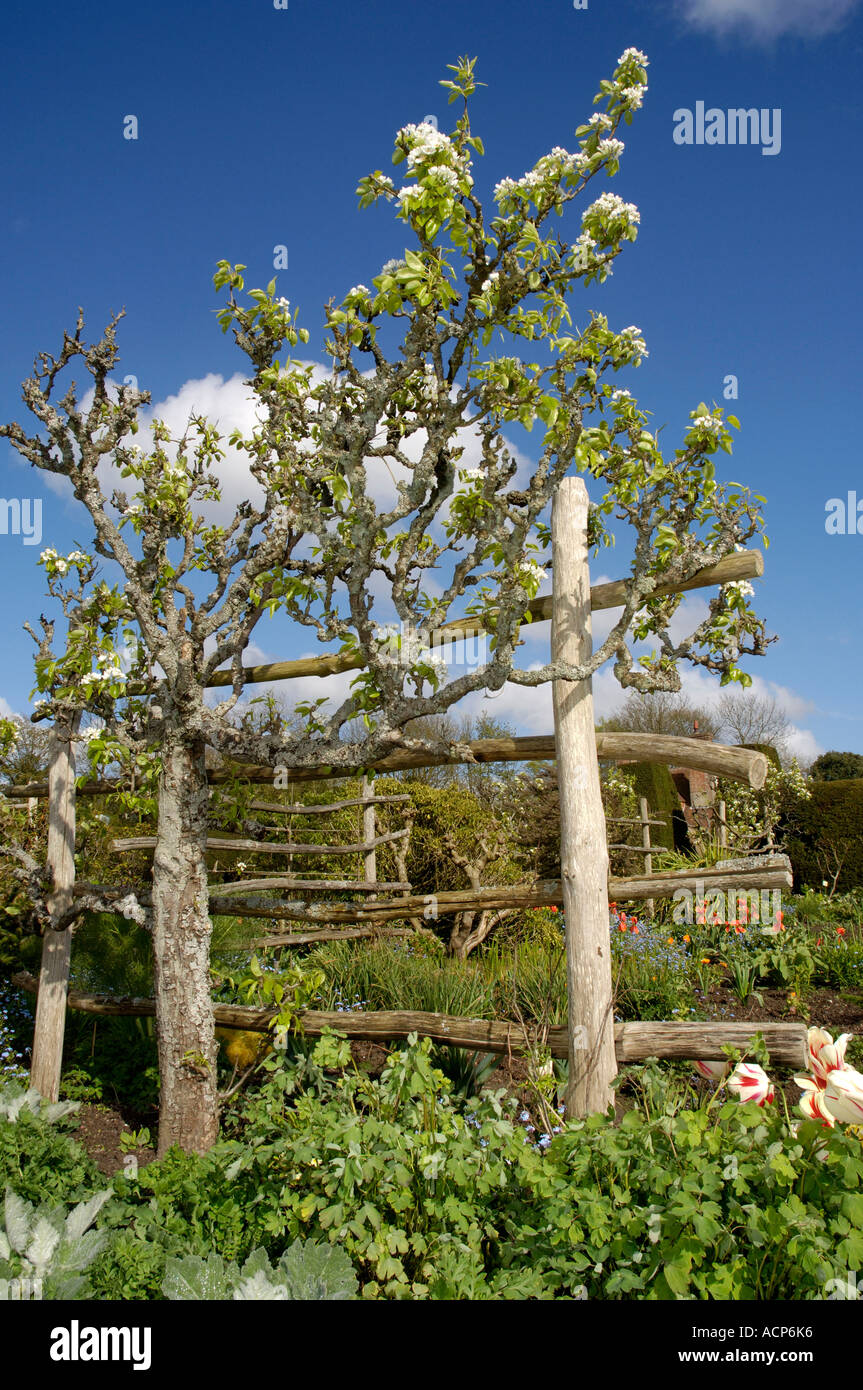 Pierre's Tree Pear tree trees hi-res stock photography and images - Alamy
