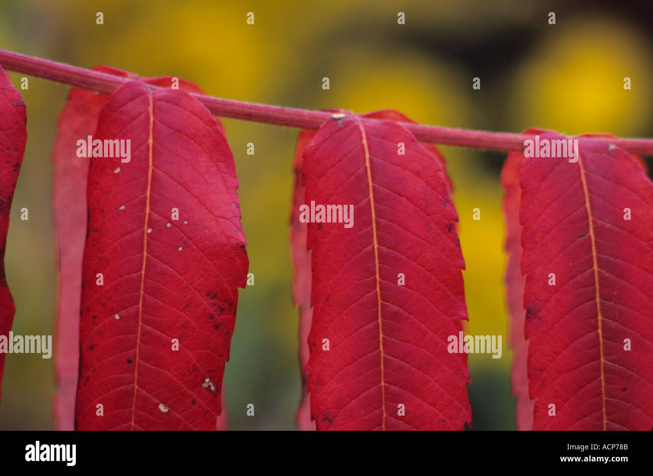 Staghorn Sumac Leaves Stock Photo Alamy