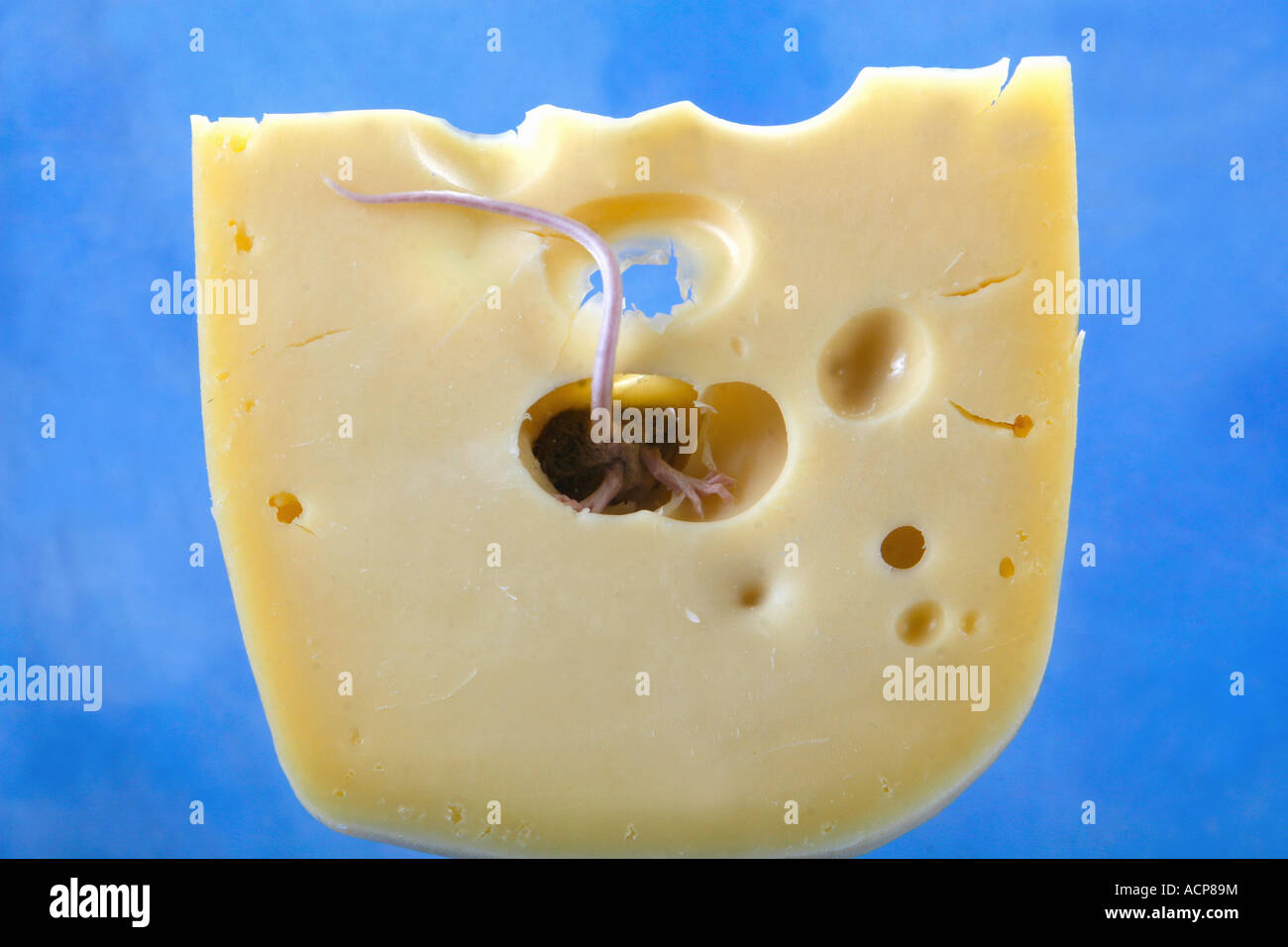 mouse in cheese Stock Photo Alamy