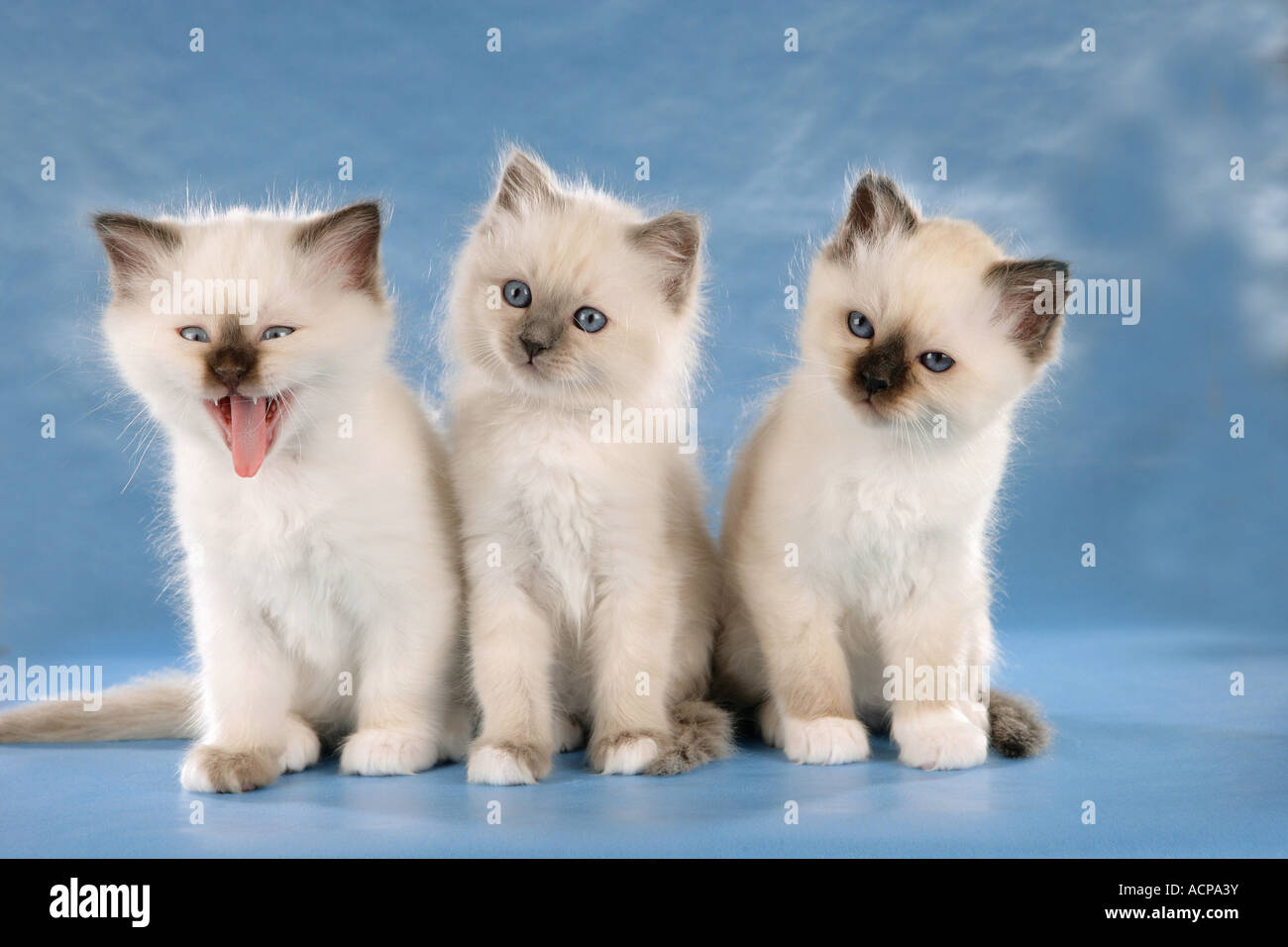 three Sacred cat of Burma kittens - sitting Stock Photo