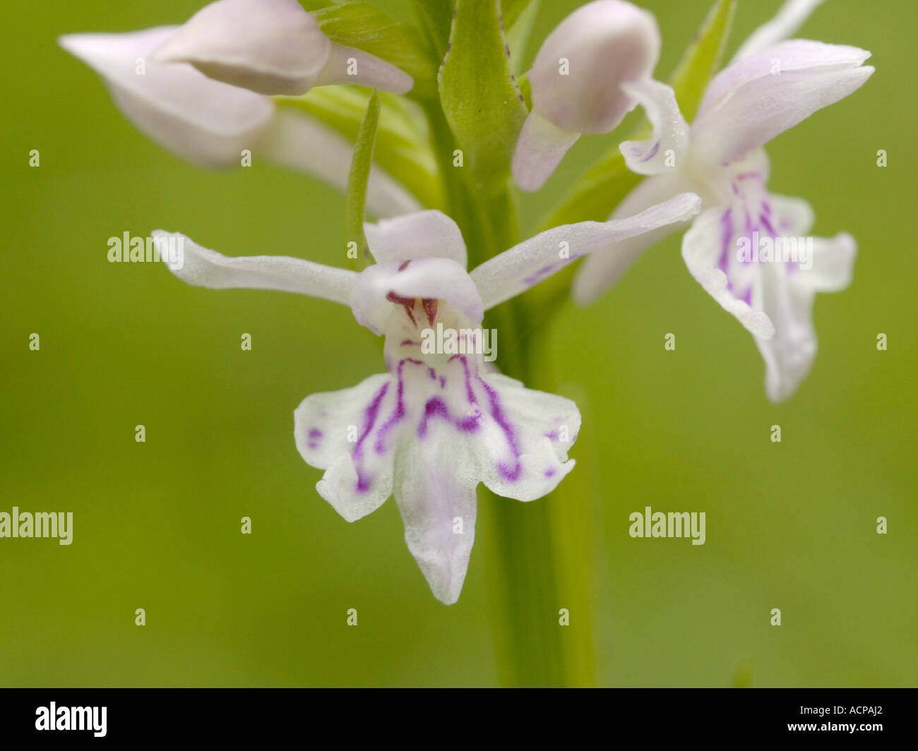 Common Spotted-orchid, dactylorhiza fuchsii Stock Photo