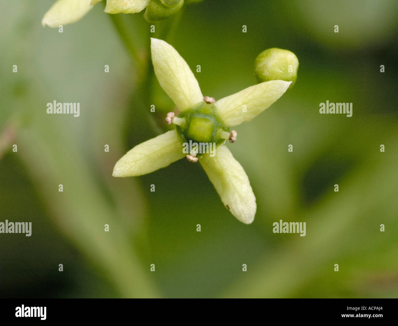 Spindle flower hires stock photography and images Alamy