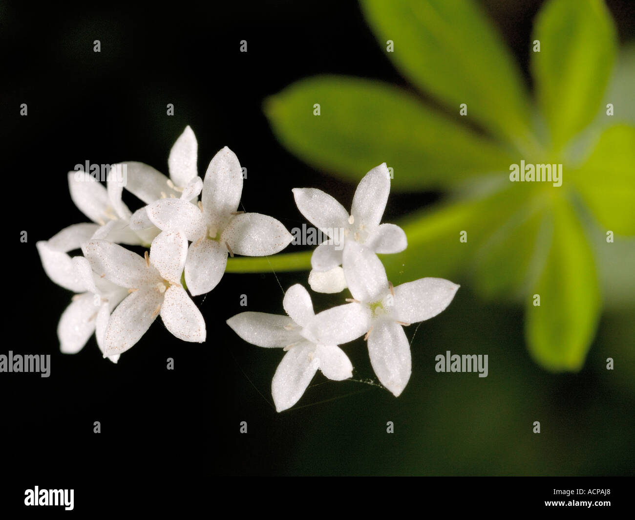 Woodruff  flower, Galium odoratum Stock Photo