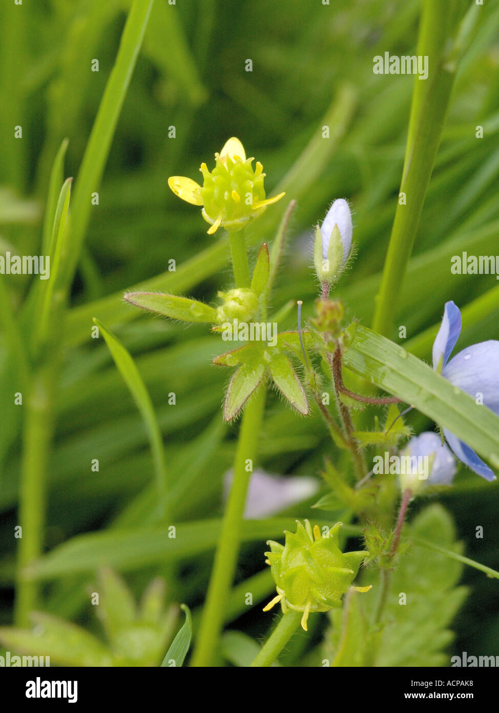 Small-flowered Buttercup, Ranunculus parviflorus Stock Photo