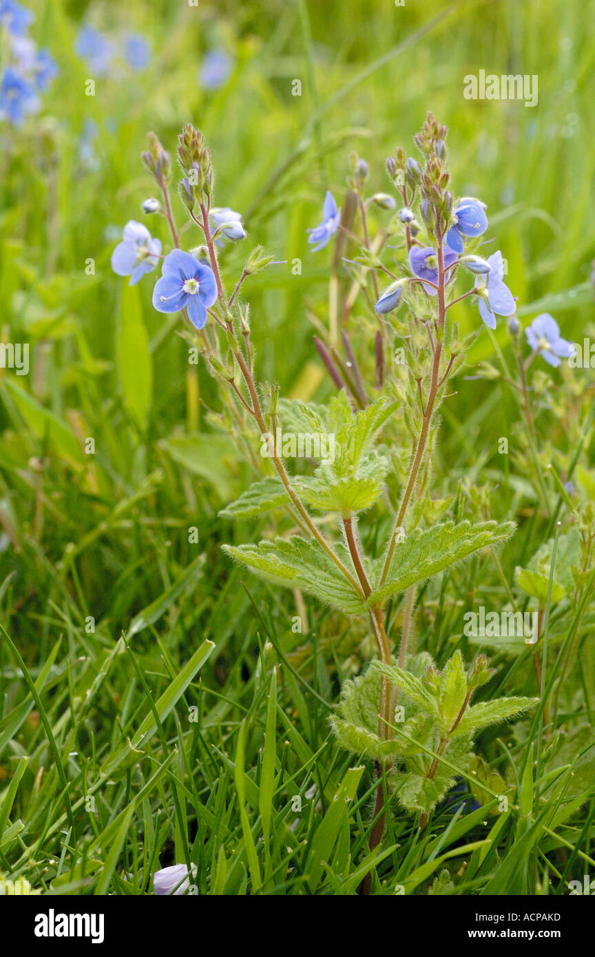 Native speedwell hi-res stock photography and images - Alamy