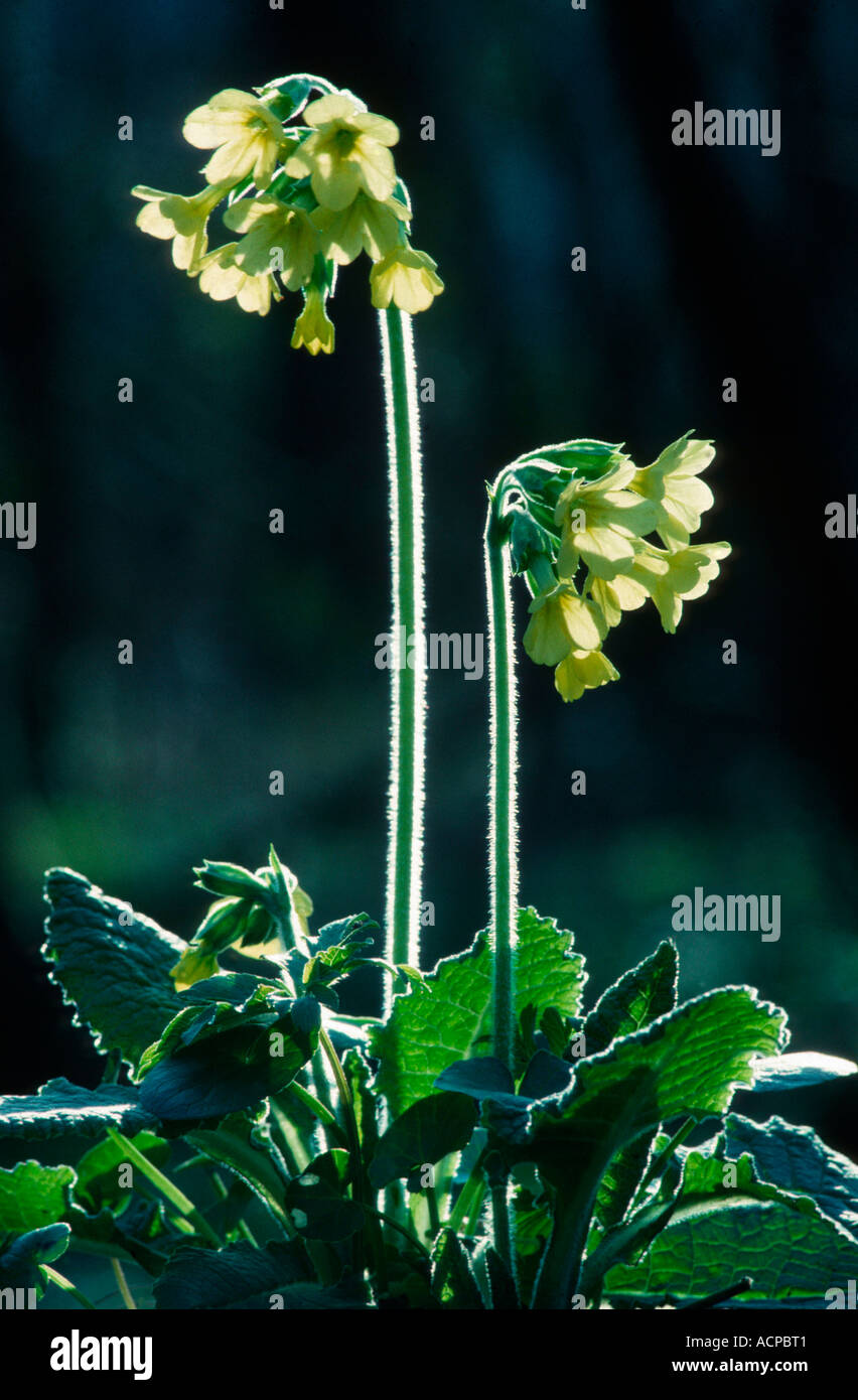 The oxlip hi-res stock photography and images - Alamy