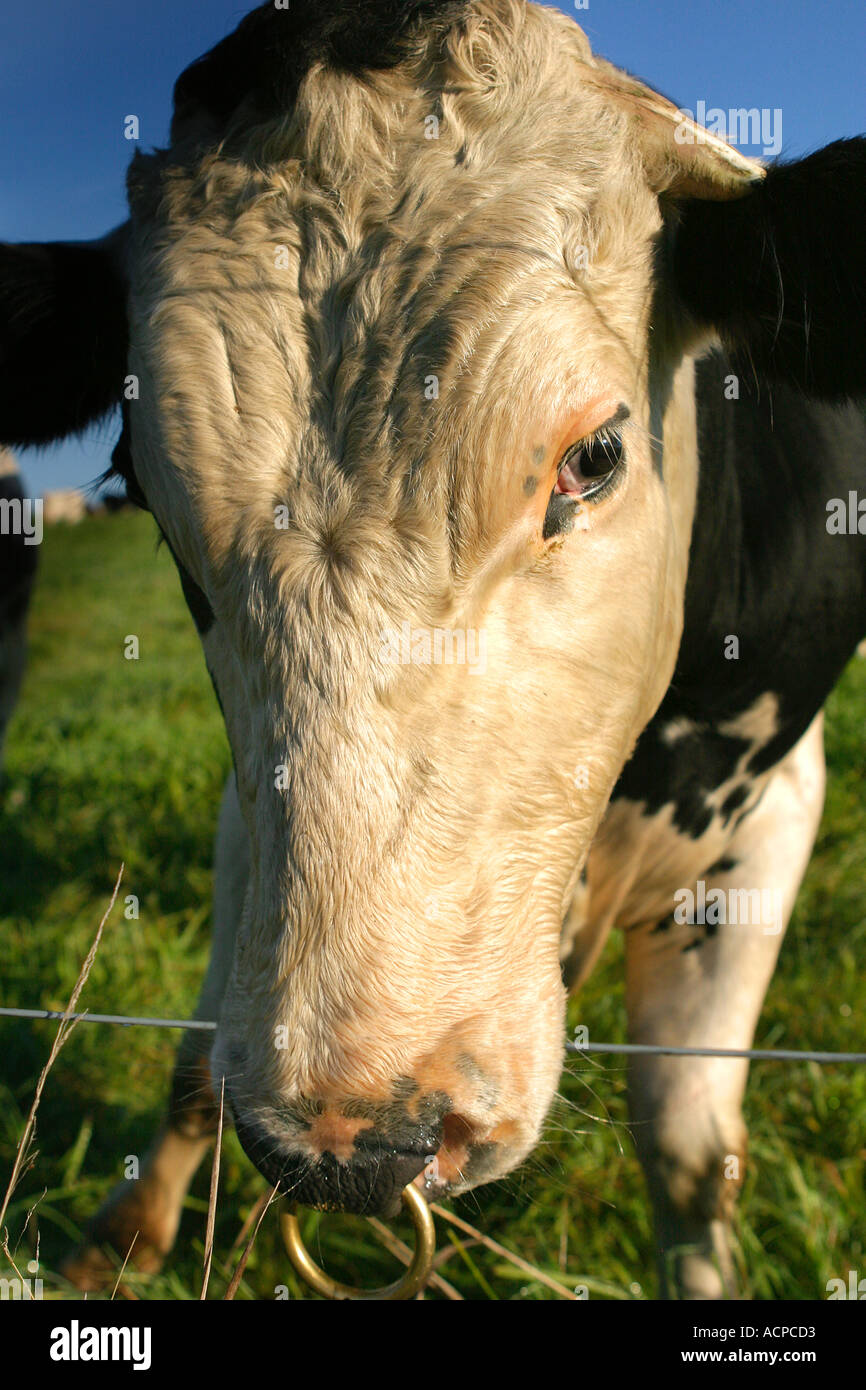Bull with Nose Ring Stock Photo - Alamy