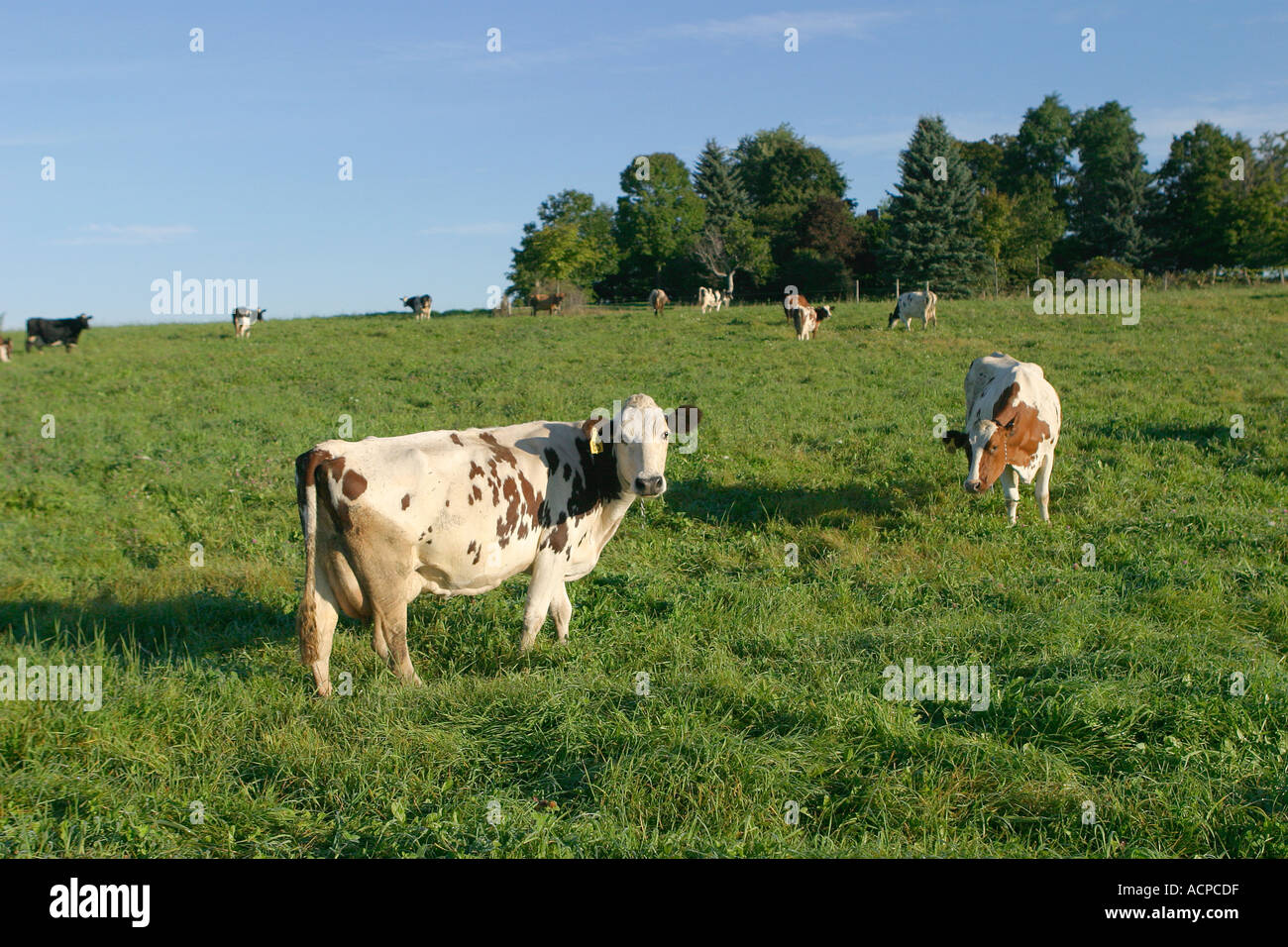 Dairy Cows in Field Stock Photo