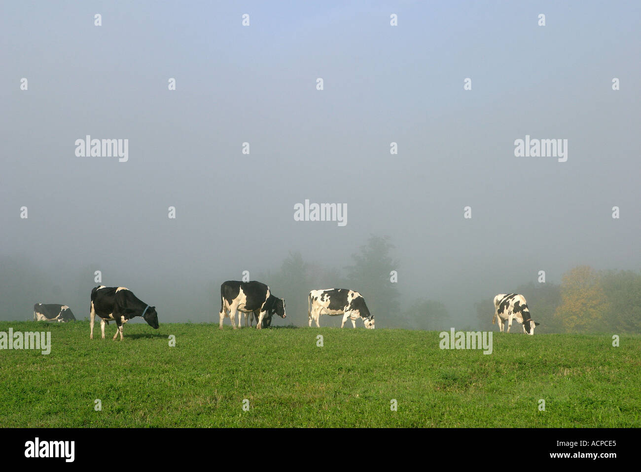 Dairy Cows in Foggy Field Stock Photo